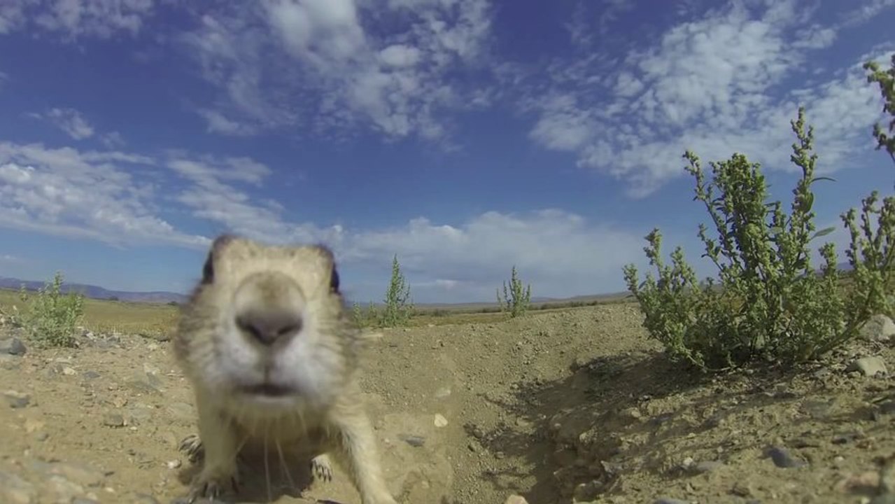 Des chiens de prairies découvrent une caméra