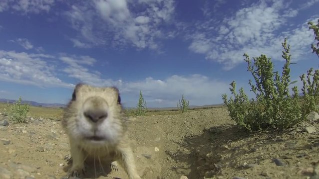 Des chiens de prairies découvrent une caméra