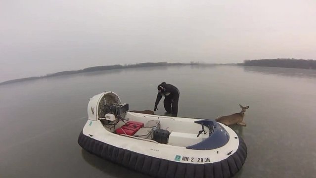 Sauvetage de 3 biches par aéroglisseur