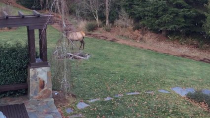 Dog and Bull elk playing together... Hide and seek!