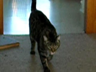 Kiwi cat returns his mouse like a dog..