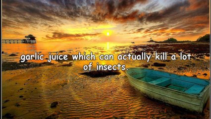 How To Take Care Of Indoor Plants NYC