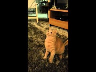 Cat Loses Mind Watching Twirling Toy