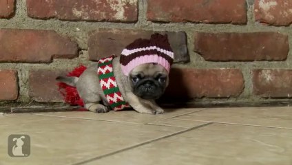 Home Alone: Pug Puppy Version