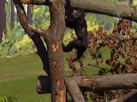 Активисты требуют признать шимпанзе «личностью»