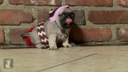 Maman j'ai raté l'avion version "bébé chien"!