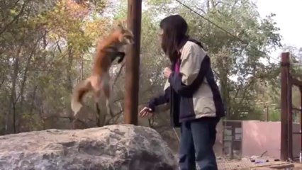Talented Fox Talks - And Jumps - For Treats