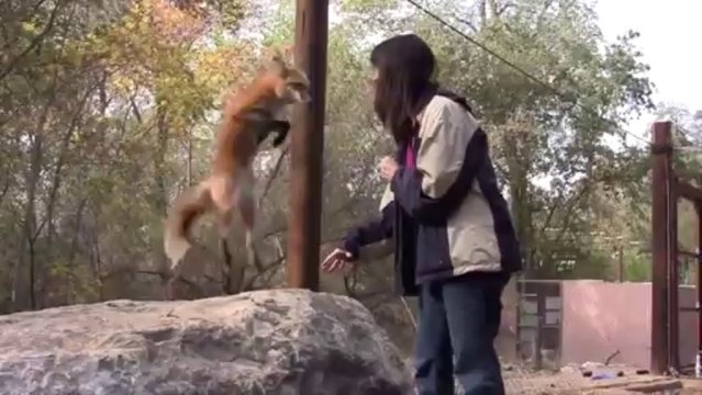 Talented Fox Talks - And Jumps - For Treats