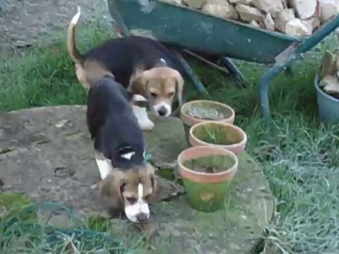 Beagles du Chemin des Piarris le 3 décembre 2013 chiots de 3 mois