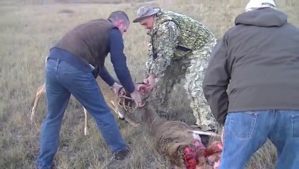 Attaque de Coyotes sur un cerf coincé dans les bois d'un autre cerf mort.