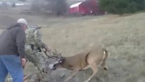 Coyotes VS whitetail deer (locked in antlers of another deer).