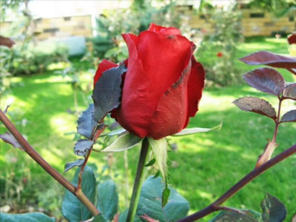 Mehmet Karakoç - Derdim Yazdım (Uzun Hava)