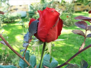 Mehmet Karakoç - Derdim Yazdım (Uzun Hava)