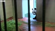 BBC News - China shows off 14 baby pandas