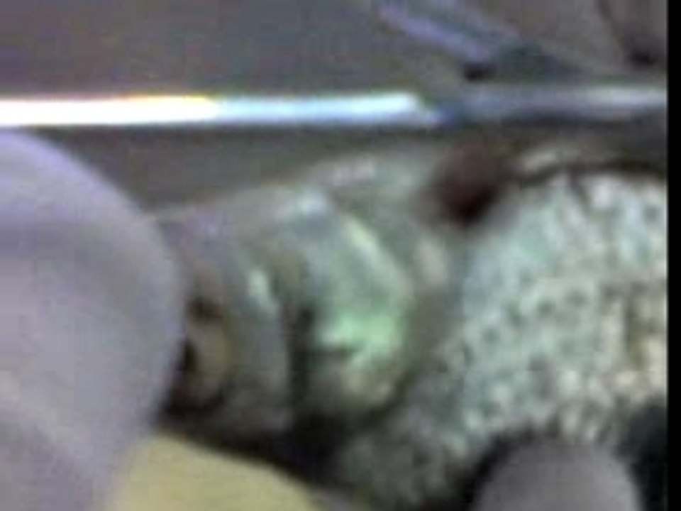 dissection poisson