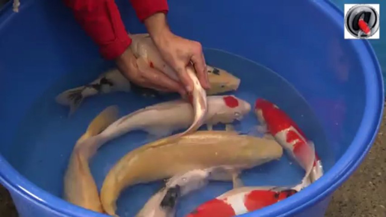 Les etangs d occitanie sélection koi 2013