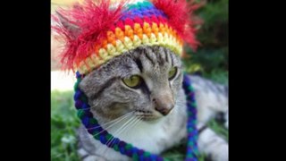 Artist Creates Colorful Collection of Hats For Cats