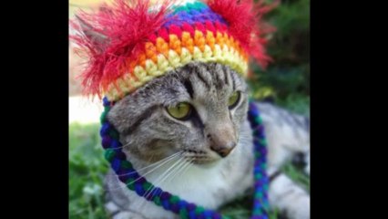 Artist Creates Colorful Collection of Hats For Cats