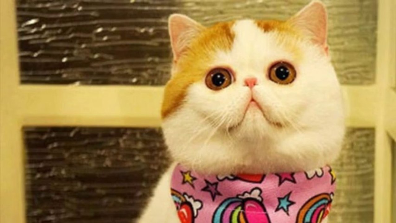 The Most Adorable Kitten In The World