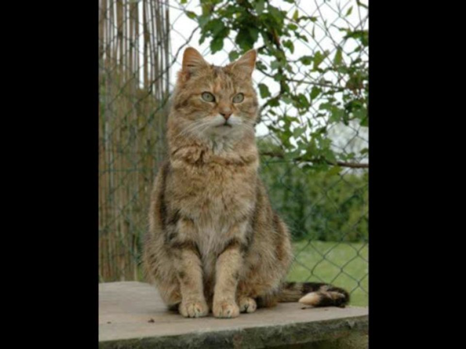 CIPAM - Chat - Gisèle
