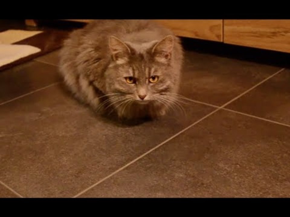 Cat Explodes Using 3D Software