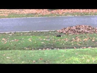 Скачать видео: Fainting Squirrel Tips Over on Food Forage