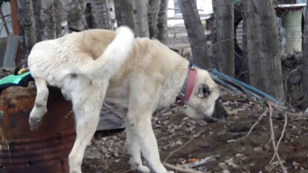 aygır