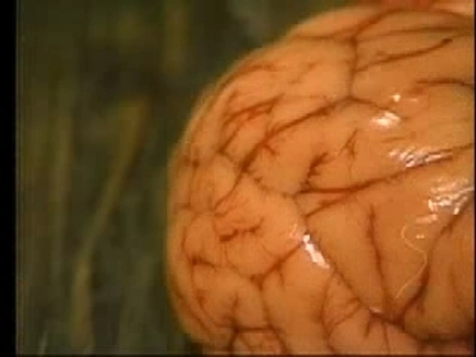 Darkness Light Darkness Jan Svankmajer