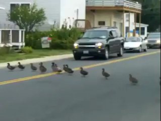 56 Ducks Crossing The Road