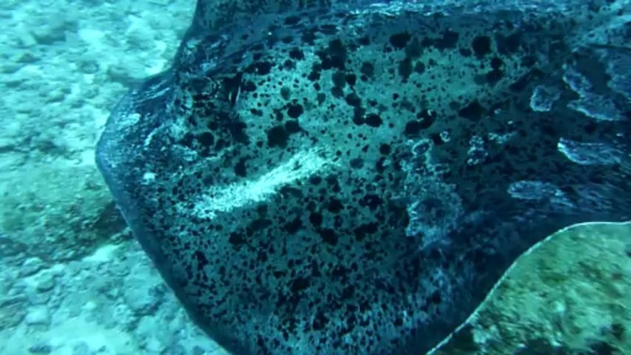 Raie sans queue Beautemps - Beaupré