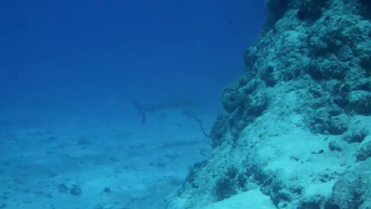 Requin Beautemps - Beaupré