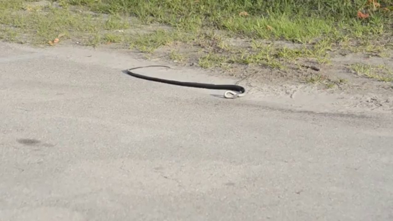 Un serpent a des convulsions1