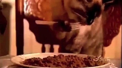 코리아카지노 ＭＡＫＥ４１５．ＣＯＭ 코리아카지노