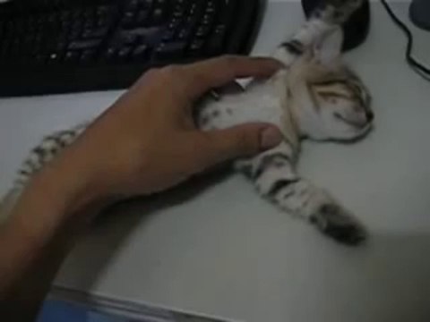 강원랜드카지노 ＭＡＫＥ４１５．ＣＯＭ 강원랜드카지노