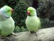 Talking Parrot - Parrots Talk