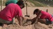 Brazil: biologists help baby turtles get to the sea
