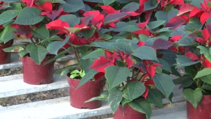 نبتة البونسيتيا ، هي "نجمة عيد الميلاد "