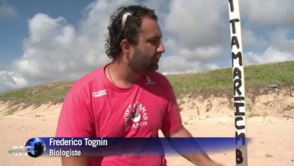 Brésil: des tortues menacées d'extinction sous surveillance