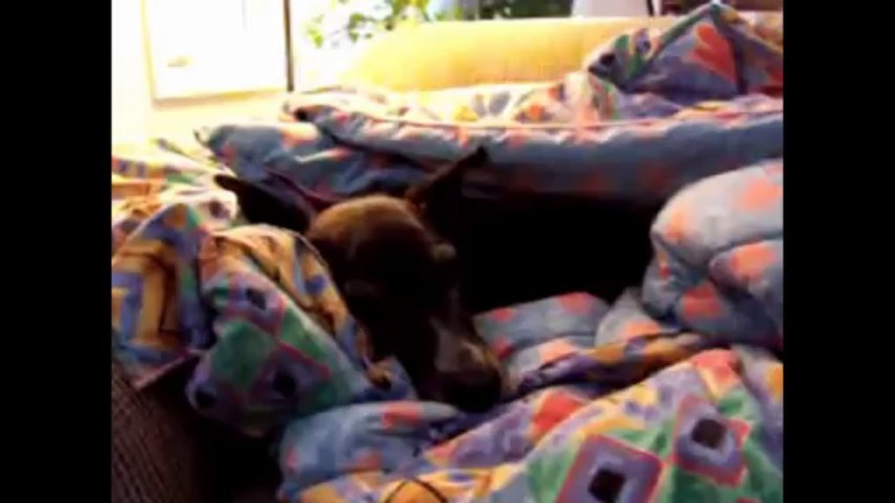 IN MEMORY OF PEPPER SCOTT