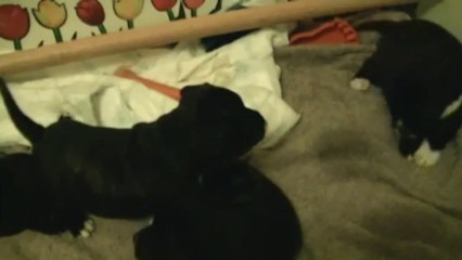 36ème vidéo : La nuit à staffordland (4)