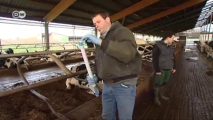 Cows Send Data Via Text Message | Made in Germany