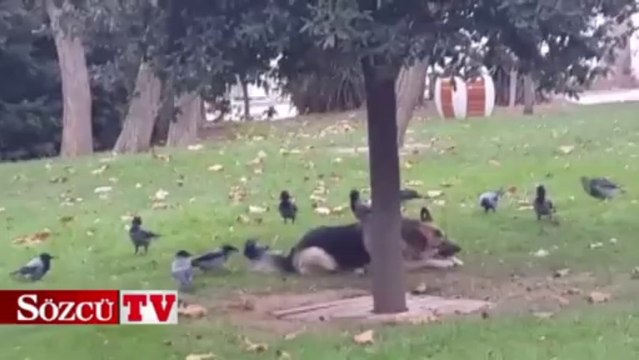 Kargalar köpeği rahat bırakmadı
