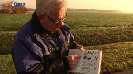 Download Video: Zeldzame Turkse vogels de weg kwijt: geland in Oost-Groningen - RTV Noord