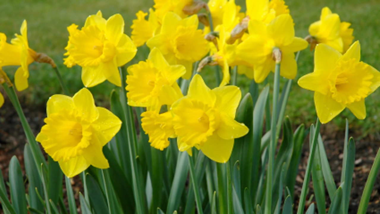 Wie pflanzt man Blumenzwiebeln