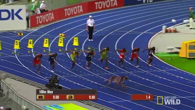 Usain Bolt vs Guépard