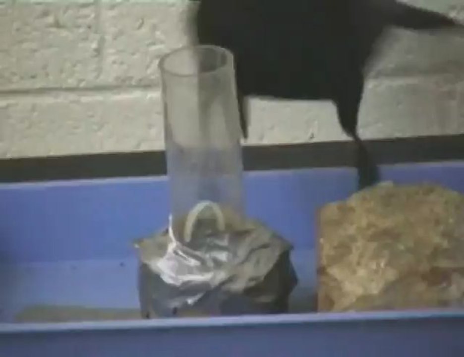 Intelligent Crow