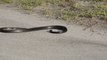 Un gros serpent fait une attaque en pleine route.... Enorme!