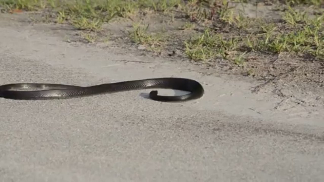 Un gros serpent fait une attaque en pleine route.... Enorme!