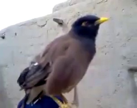 Bird Crying Like A Baby