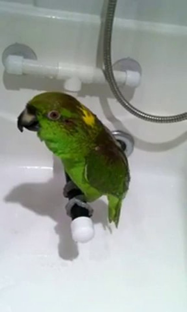 ⁣Parrot Singing Russian Song